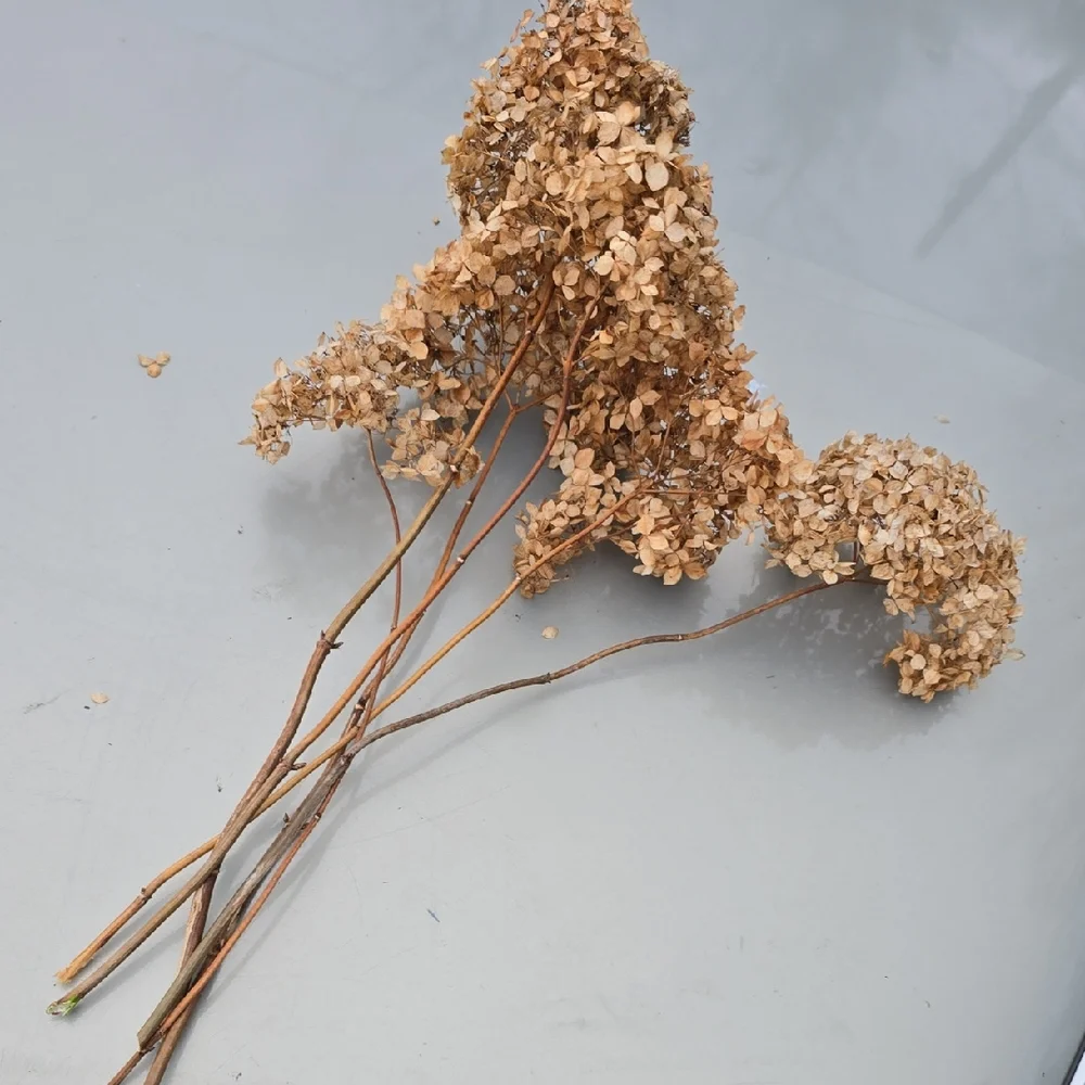 N/A bunch dried
